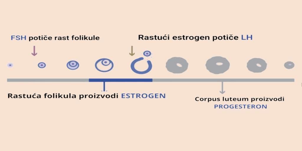 reproduktivno-zdravlje